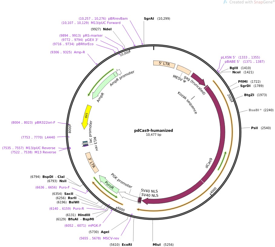 pdCas9-humanizedͼƬ