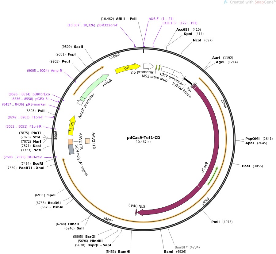 pdCas9-Tet1-CDͼƬ