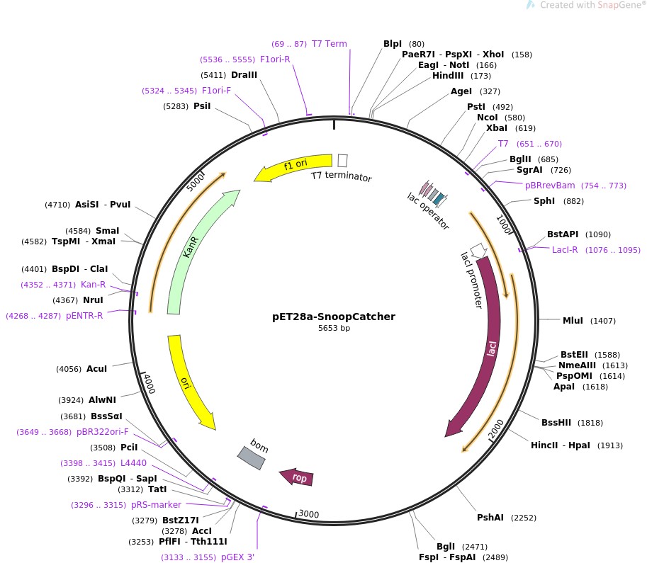 pET28a-SnoopCatcherͼƬ