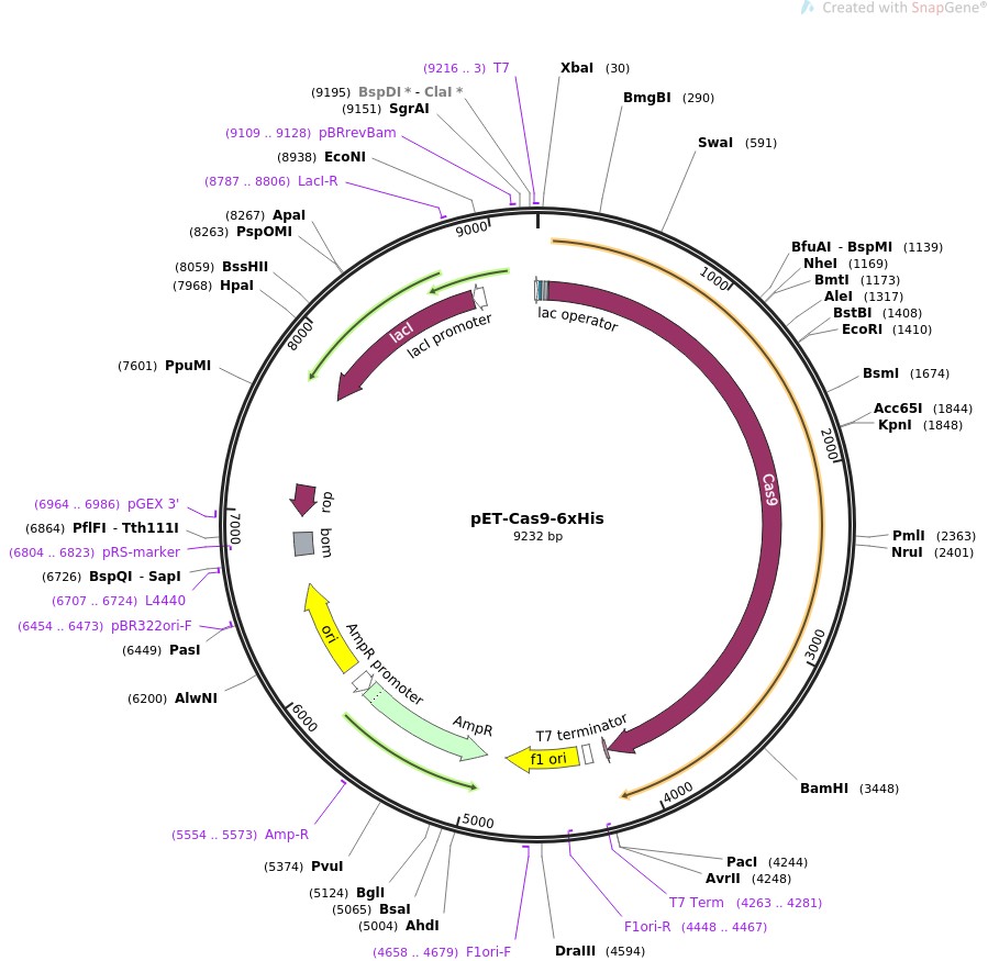 pET-Cas9-6xHisͼƬ