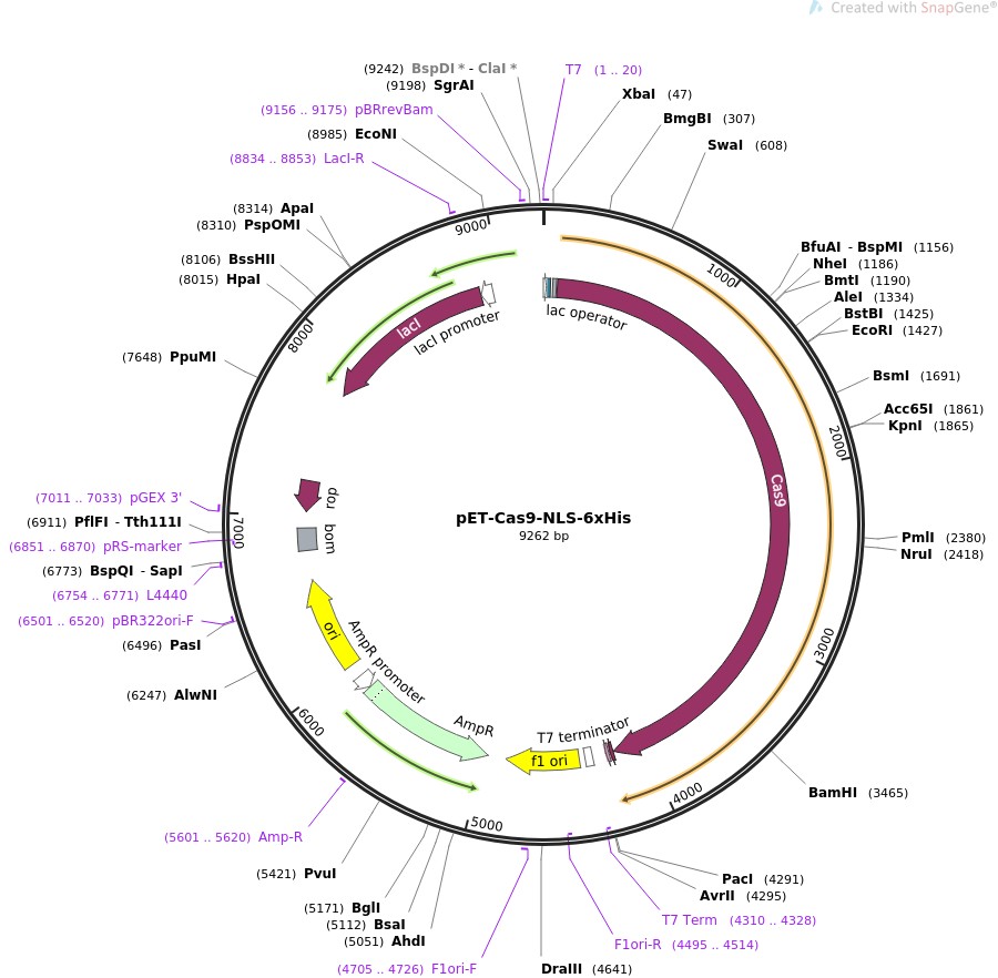 pET-Cas9-NLS-6xHisͼƬ