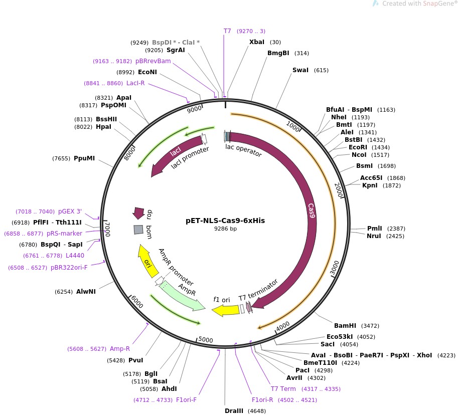 pET-NLS-Cas9-6xHisͼƬ