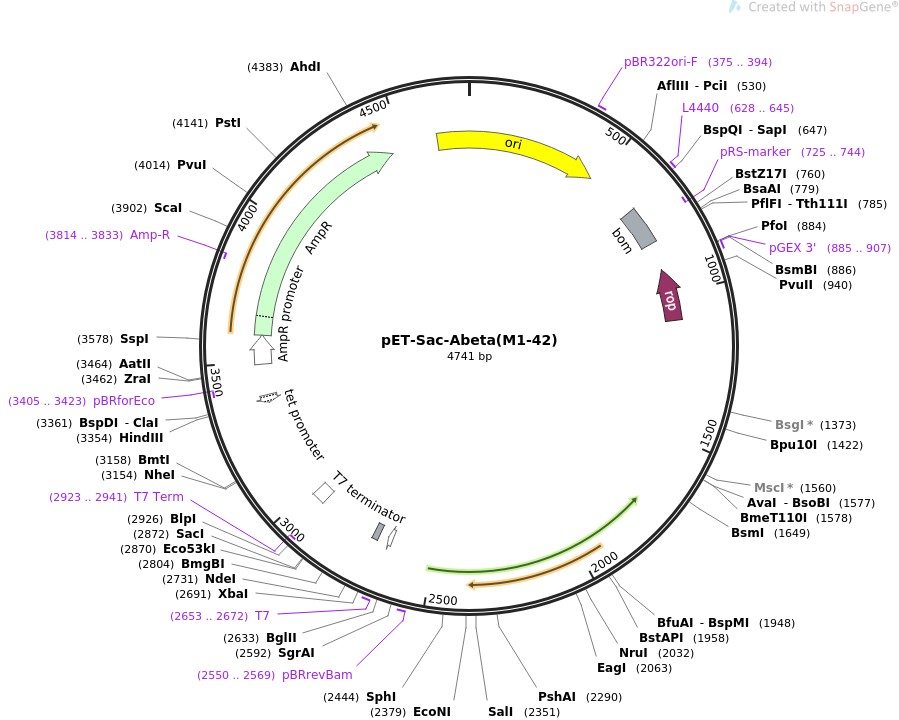 pET-Sac-Abeta(M1-42)ͼƬ