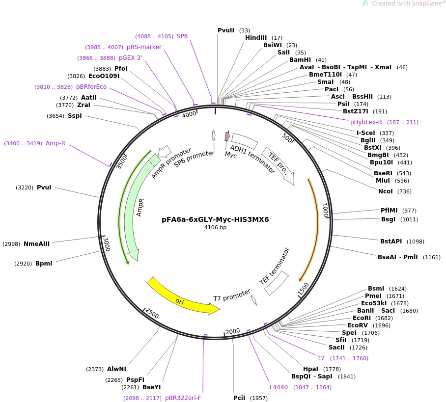 pFA6a-6xGLY-Myc-HIS3MX6ͼƬ