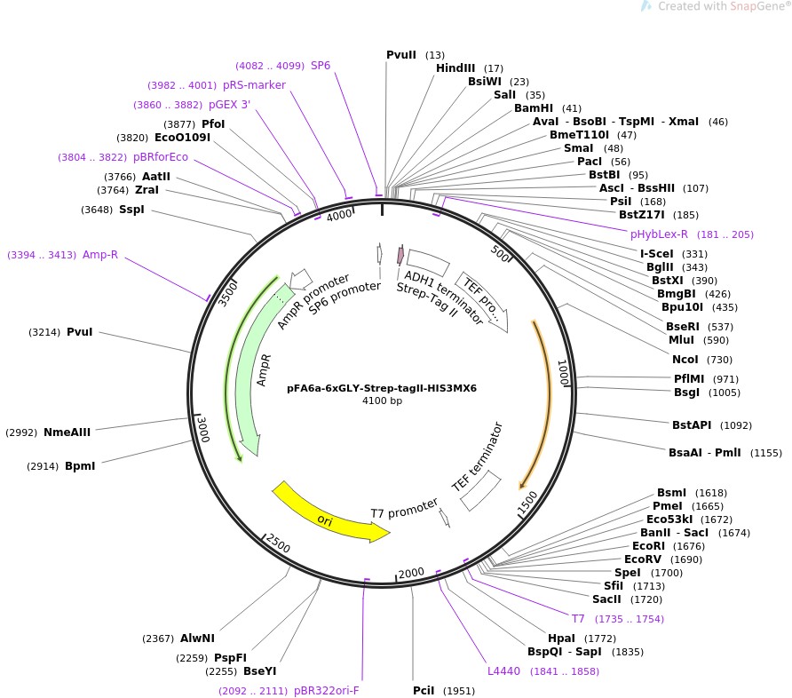 pFA6a-6xGLY-Strep-tagII-HIS3MX6ͼƬ