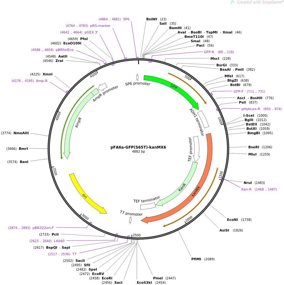 pFA6a-GFP(S65T)-kanMX6ͼƬ