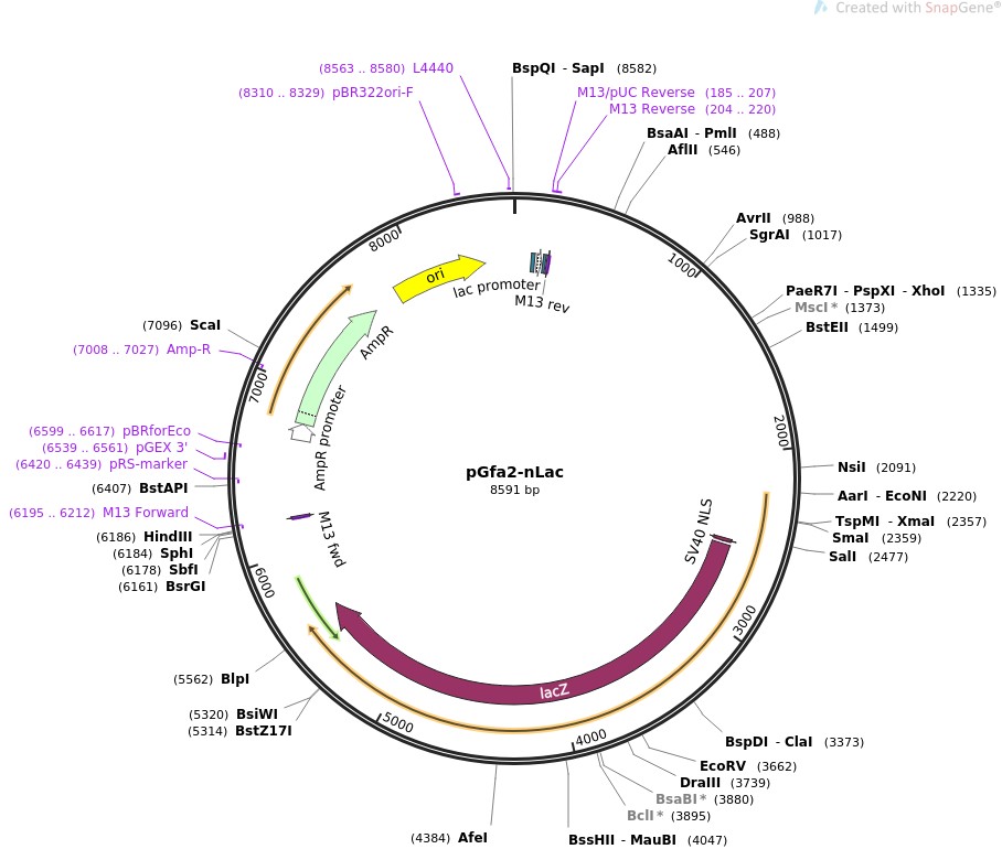 pGfa2-nLacͼƬ