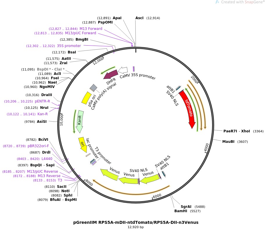 pGreenIIM RPS5A-mDII-ntdTomato/RPS5A-DII-n3VenusͼƬ