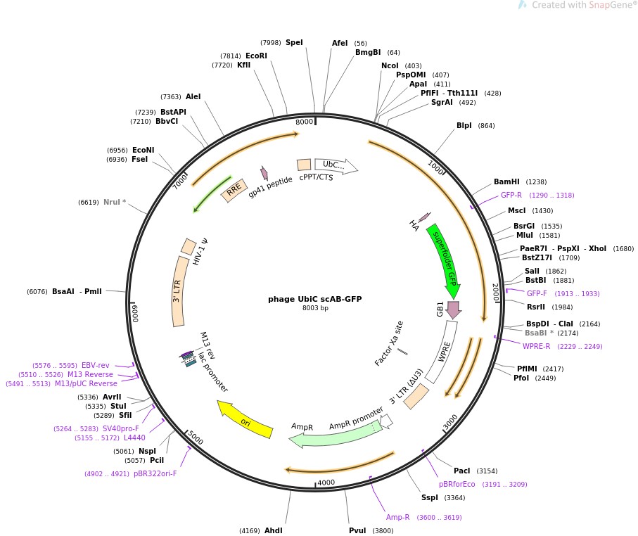 phage UbiC scAB-GFPͼƬ