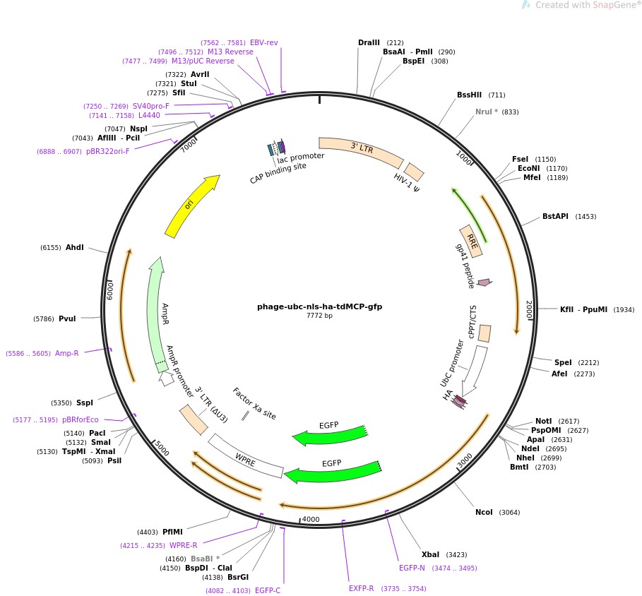 phage-ubc-nls-ha-tdMCP-gfpͼƬ