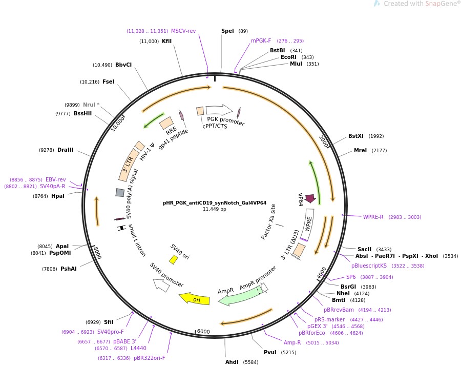 pHR-PGK-antiCD19-synNotch-Gal4VP64ͼƬ