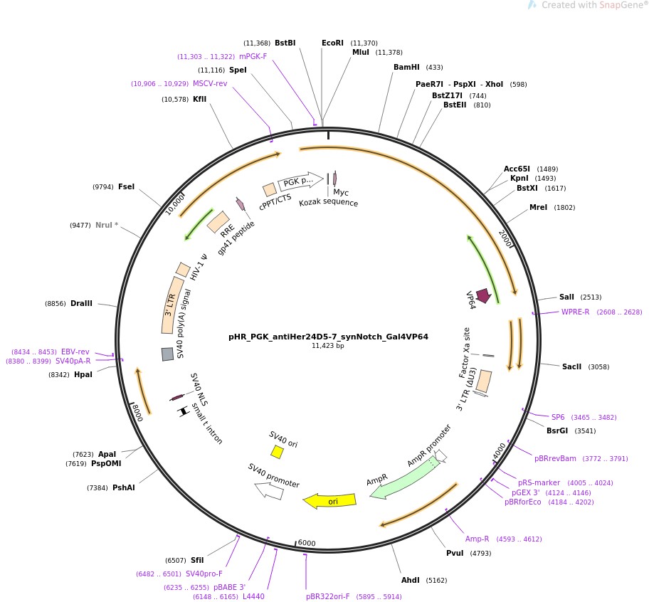 pHR-PGK-antiHer24D5-7-synNotch-Gal4VP64ͼƬ