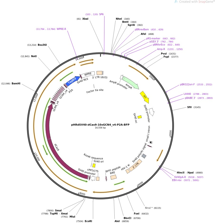 pHRdSV40-dCas9-10xGCN4-v4-P2A-BFPͼƬ