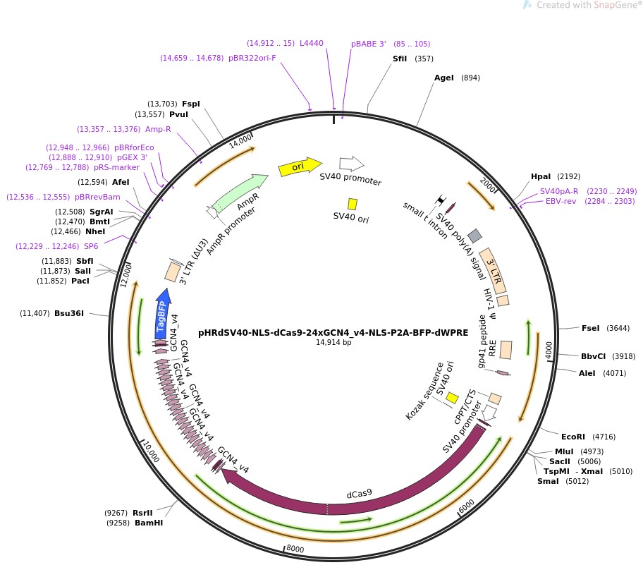 pHRdSV40-NLS-dCas9-24xGCN4-v4-NLS-P2A-BFP-dWPREͼƬ