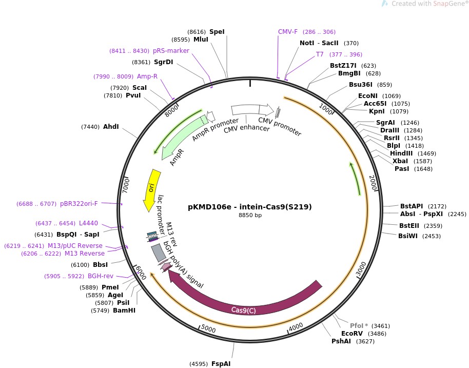 pKMD106e-intein-Cas9(S219)ͼƬ