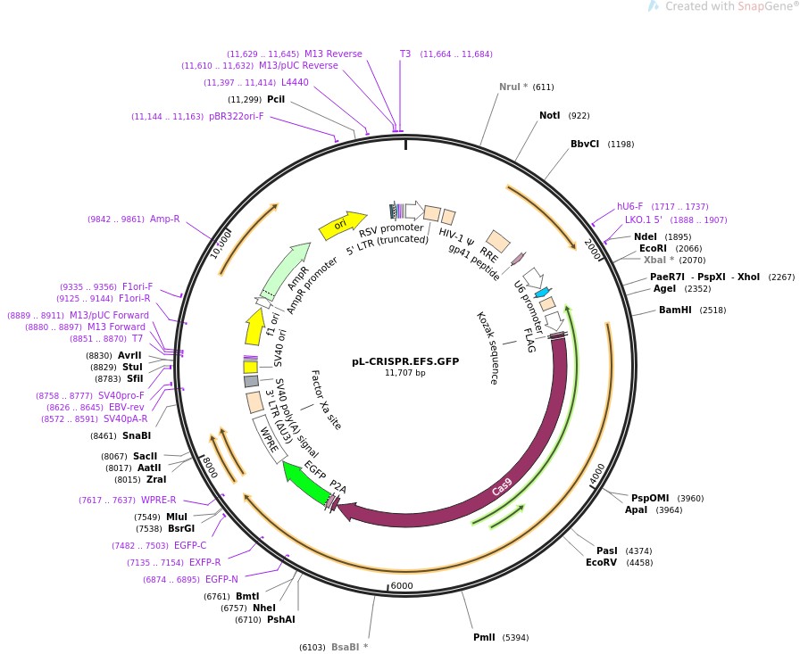 pL-CRISPR.EFS.GFPͼƬ