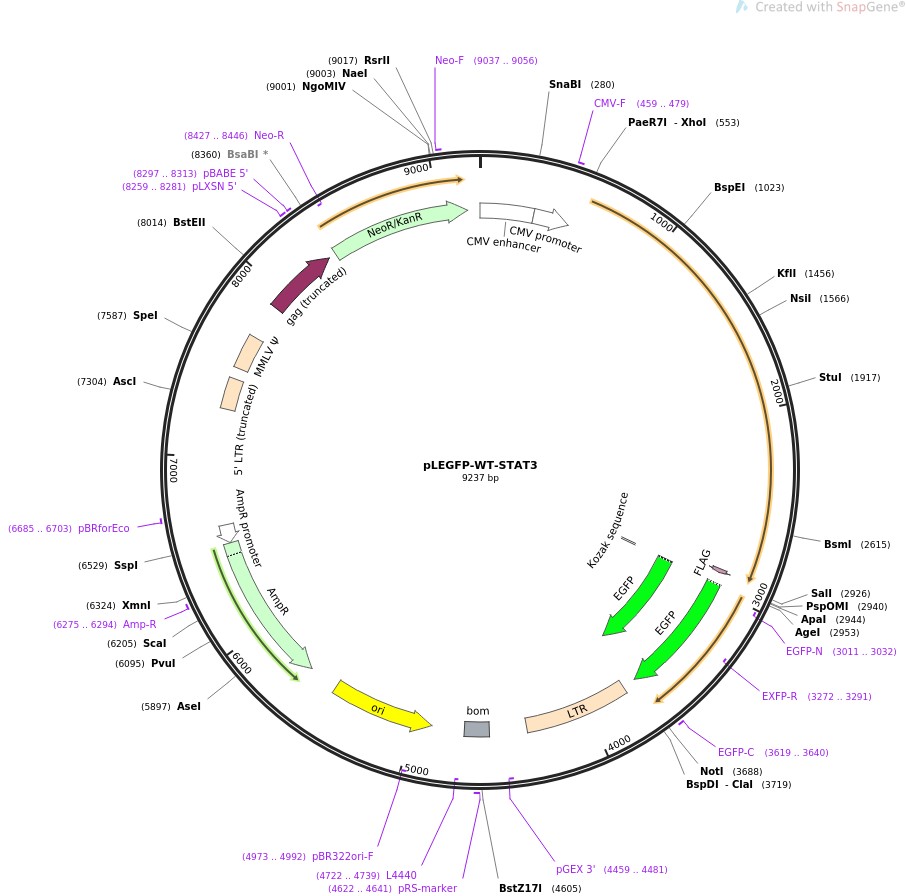 pLEGFP-WT-STAT3ͼƬ