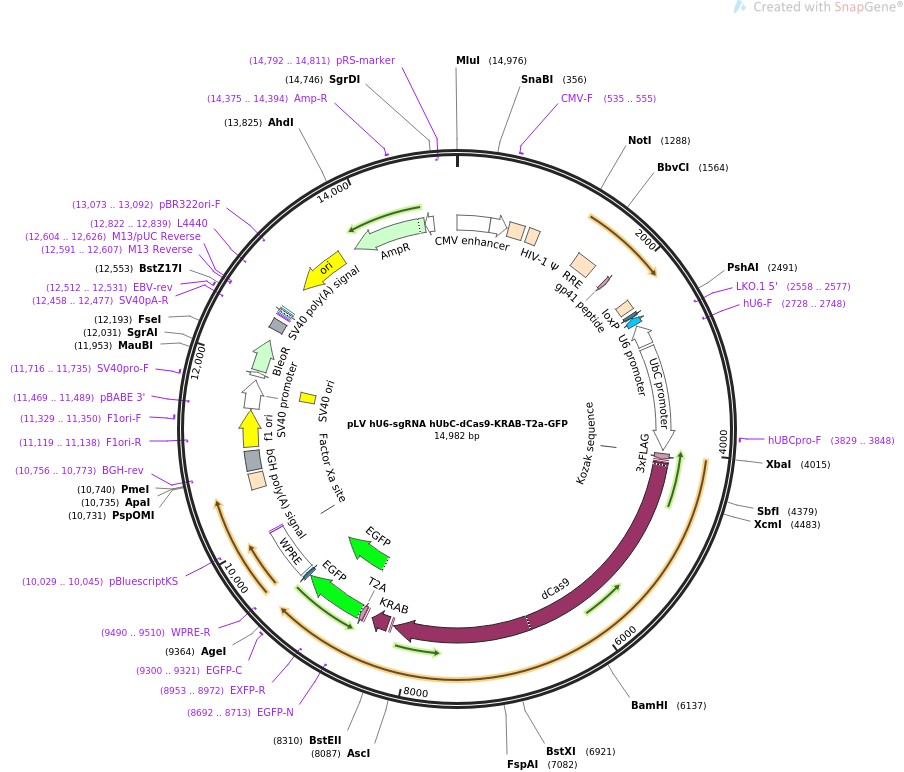 pLV hU6-sgRNA hUbC-dCas9-KRAB-T2a-GFPͼƬ