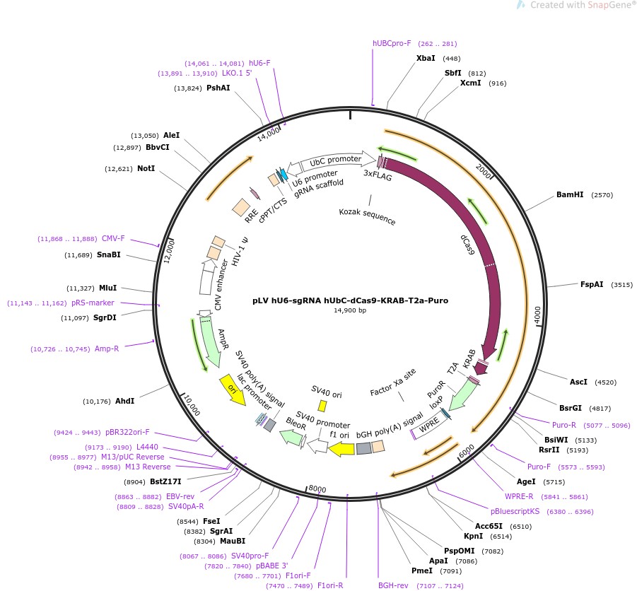 pLV hU6-sgRNA hUbC-dCas9-KRAB-T2a-PuroͼƬ