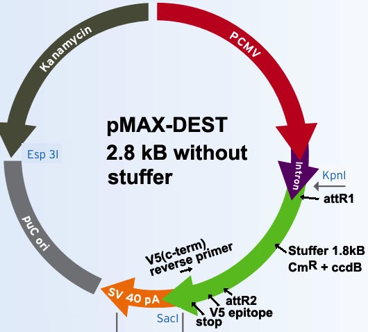 pMAX-DESTͼƬ