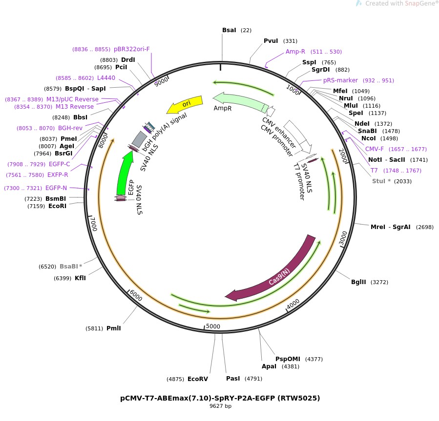 pCMV-T7-ABEmax(7.10)-SpRY-P2A-EGFP (RTW5025)ͼƬ