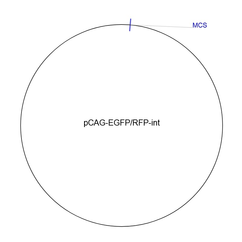 pCAG-EGFP/RFP-intͼƬ