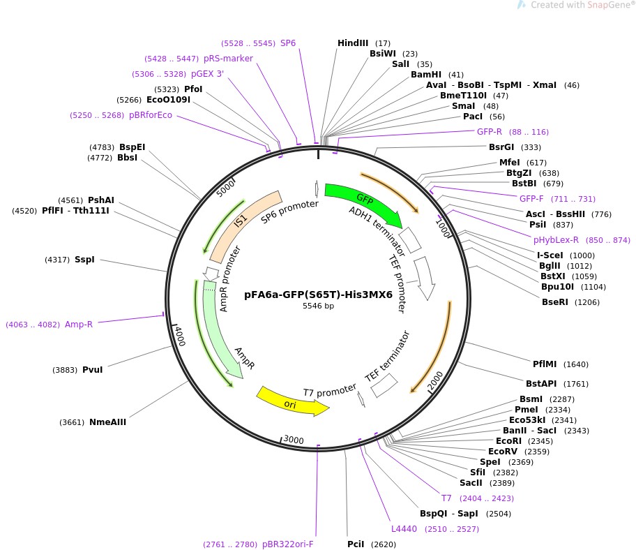 pFA6a-GFP(S65T)-His3MX6ͼƬ