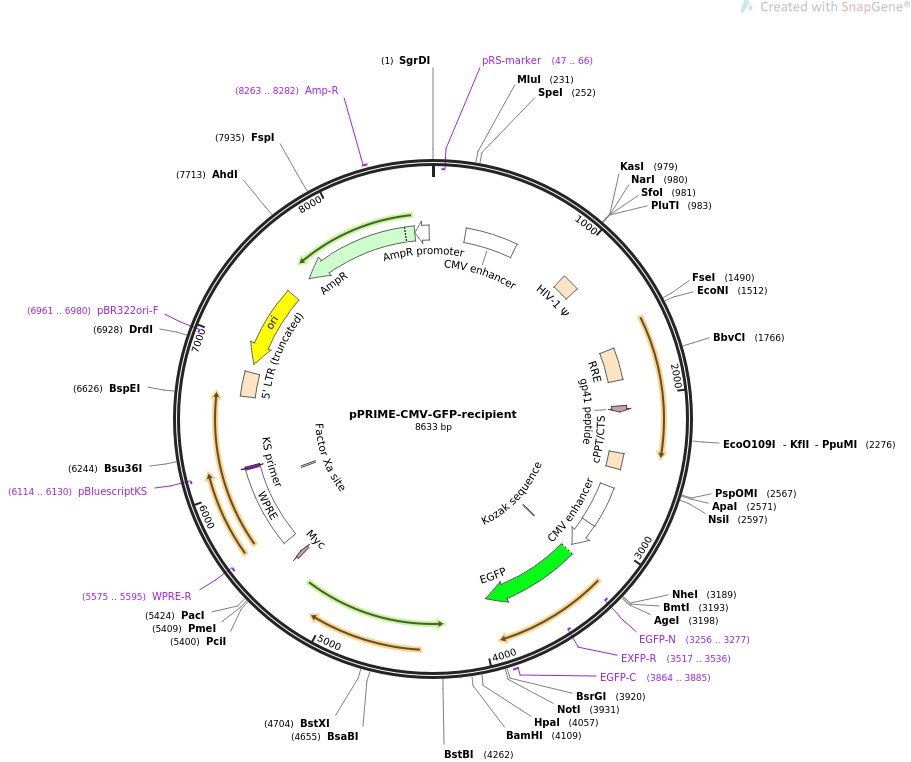 pPRIME-CMV-GFP-recipientͼƬ