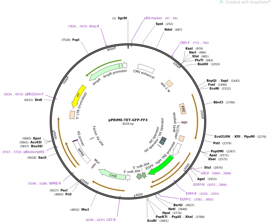 pPRIME-TET-GFP-FF3ͼƬ