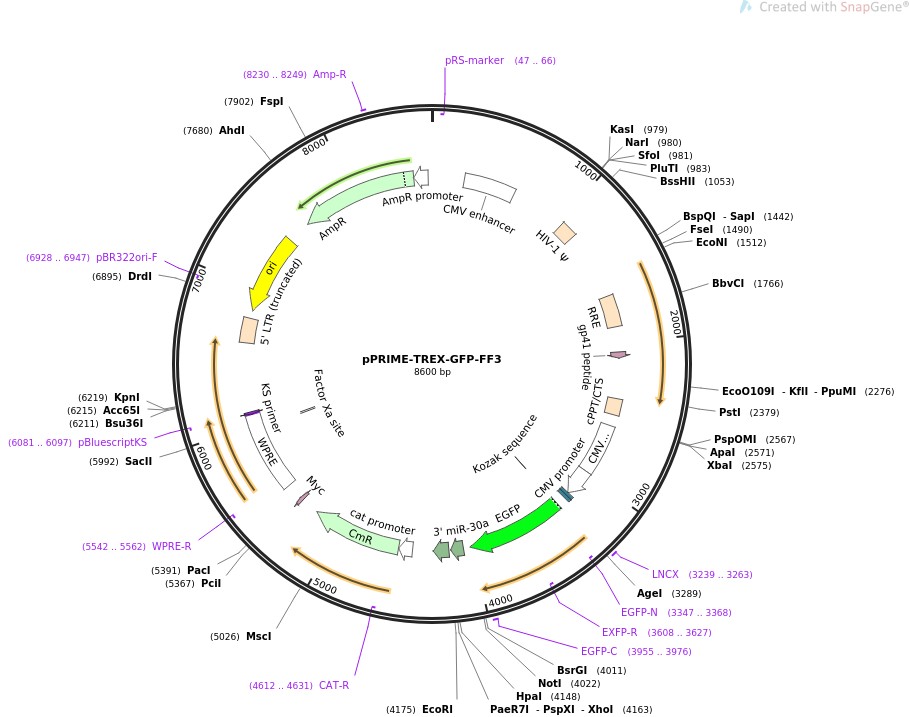 pPRIME-TREX-GFP-FF3ͼƬ