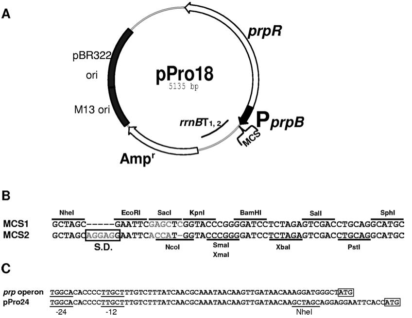 pPro24ͼƬ