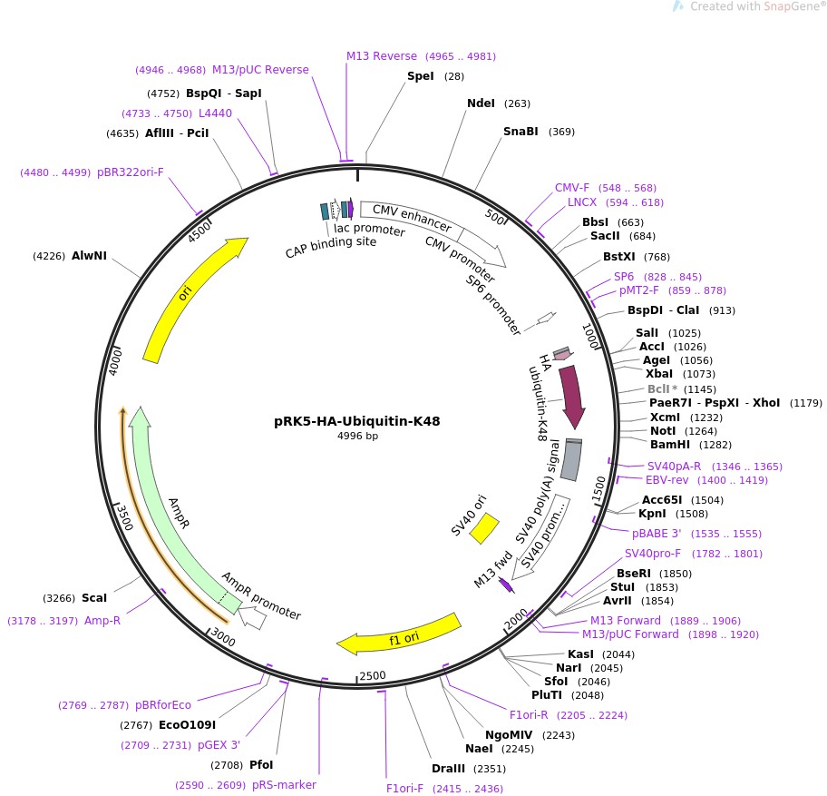 pRK5-HA-Ubiquitin-K48ͼƬ