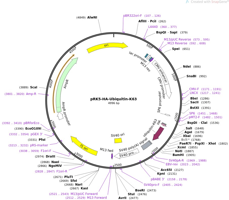 pRK5-HA-Ubiquitin-K63ͼƬ