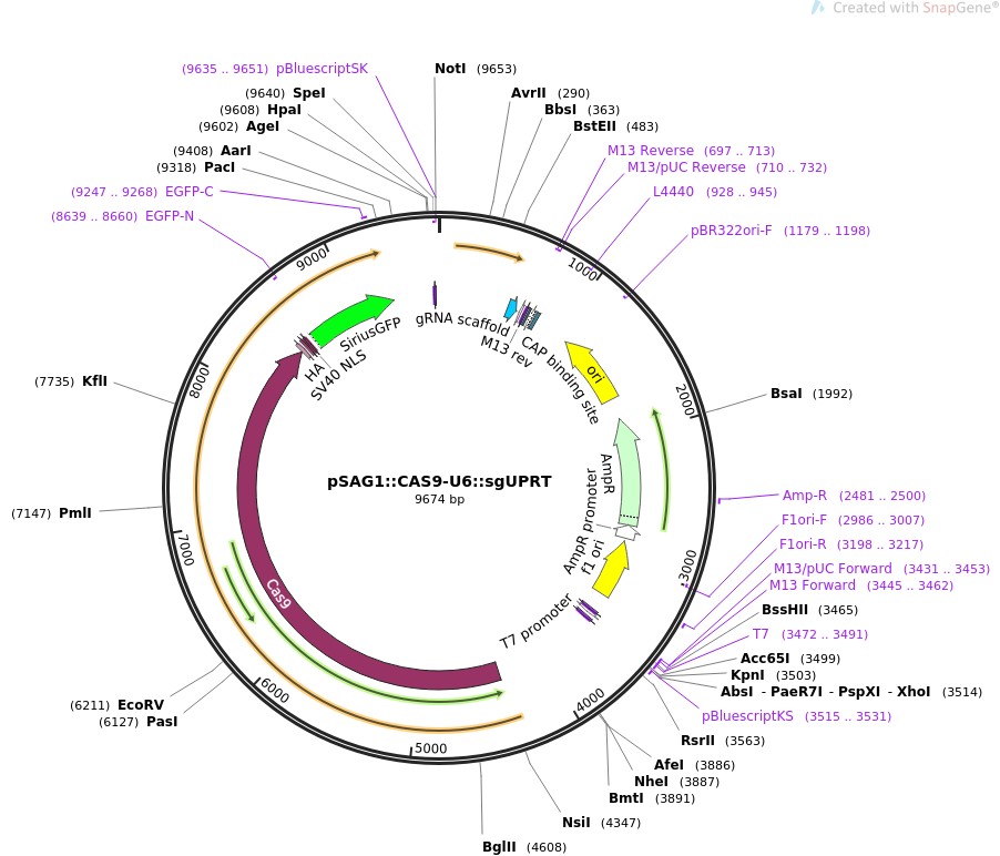 pSAG1::CAS9-U6::sgUPRTͼƬ