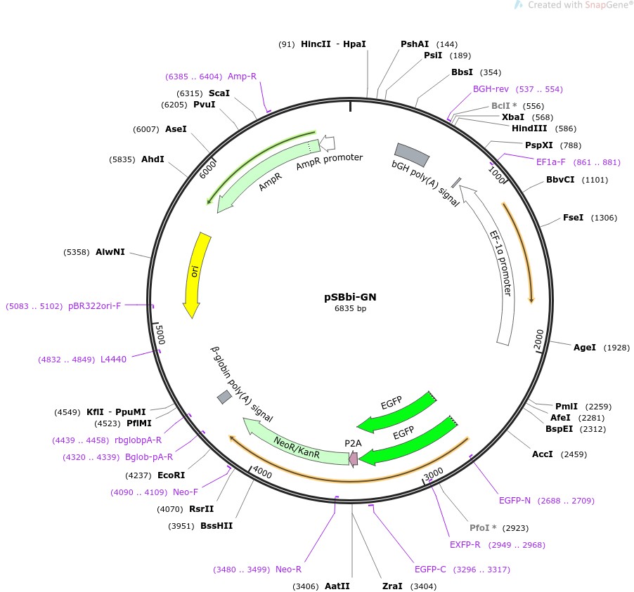 pSBbi-GNͼƬ