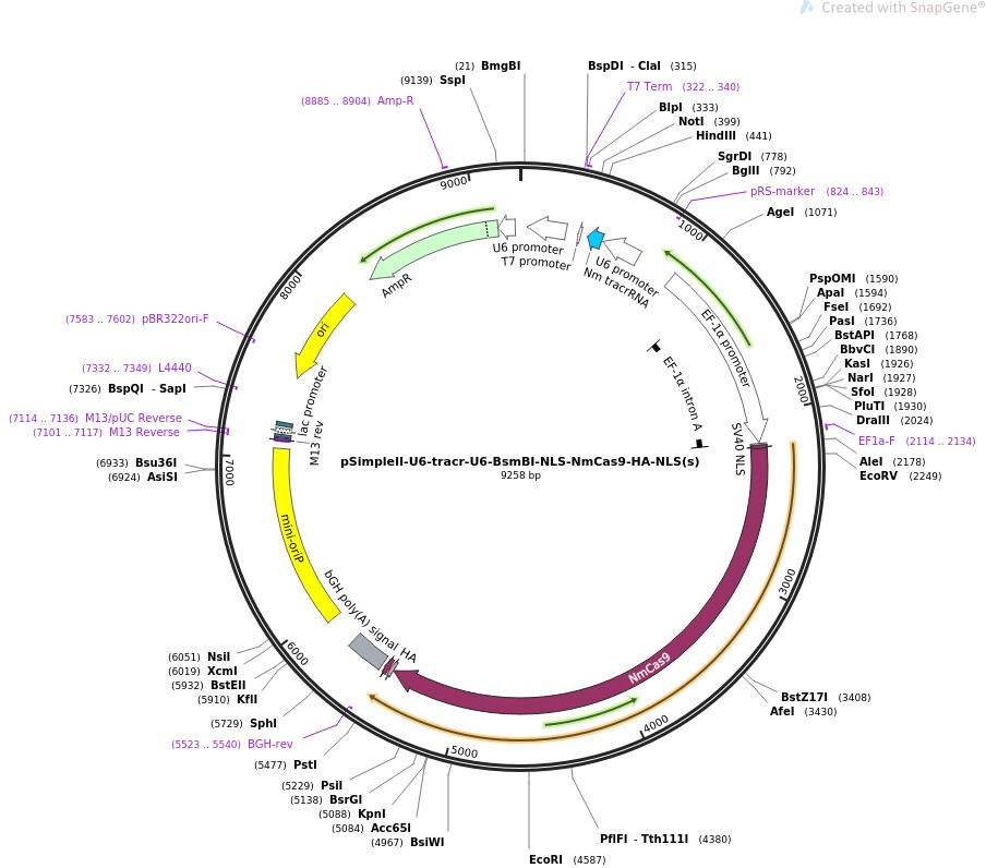 pSimpleII-U6-tracr-U6-BsmBI-NLS-NmCas9-HA-NLS(s)ͼƬ