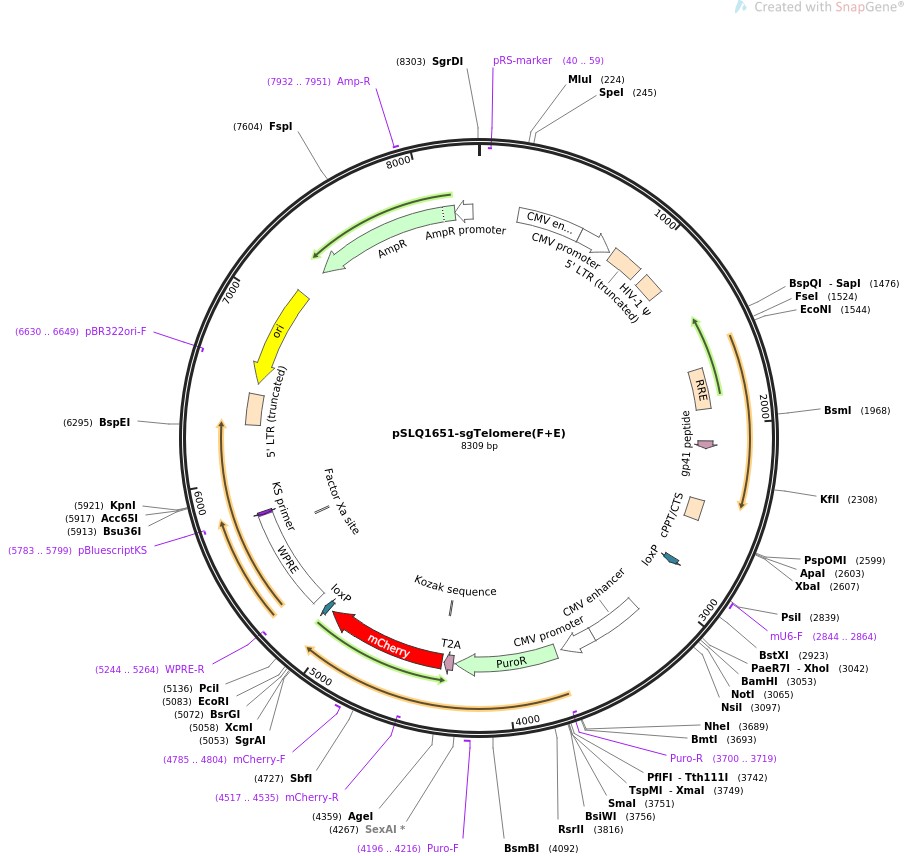 pSLQ1651-sgTelomere(F+E)ͼƬ