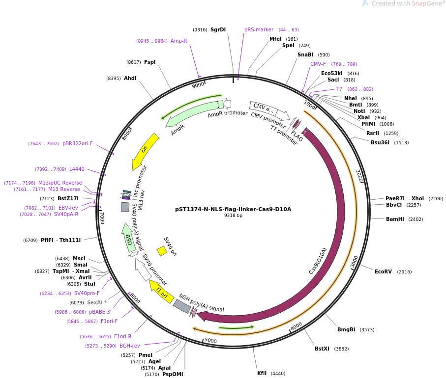 pST1374-N-NLS-flag-linker-Cas9-D10AͼƬ