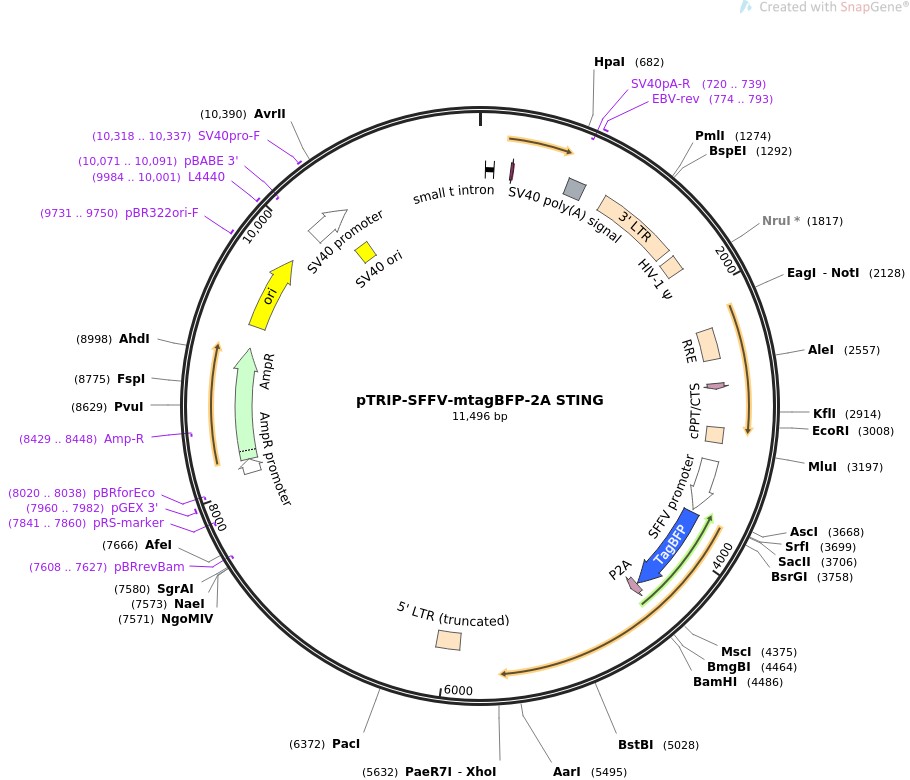 pTRIP-SFFV-mtagBFP-2A STINGͼƬ