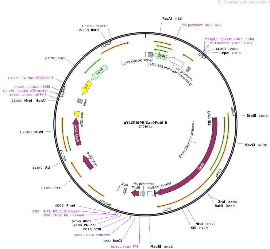 pYLCRISPR/Cas9Pubi-BͼƬ