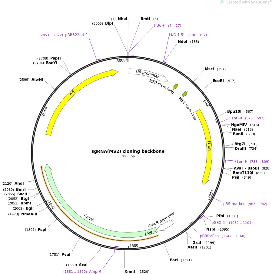 sgRNA(MS2) cloning backboneͼƬ