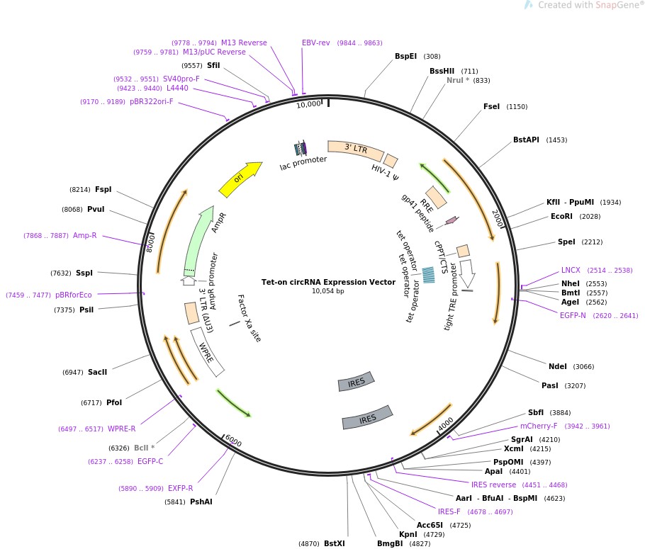 Tet-on circRNA Expression VectorͼƬ