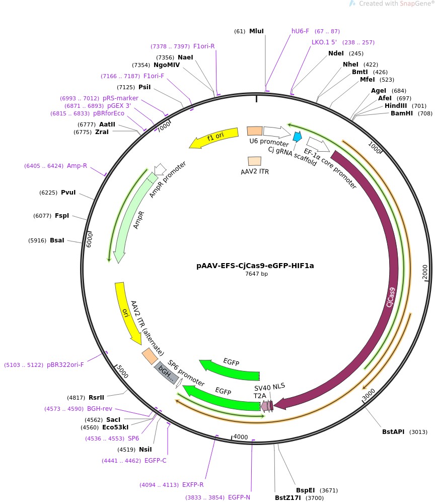 pAAV-EFS-CjCas9-eGFP-HIF1aͼƬ