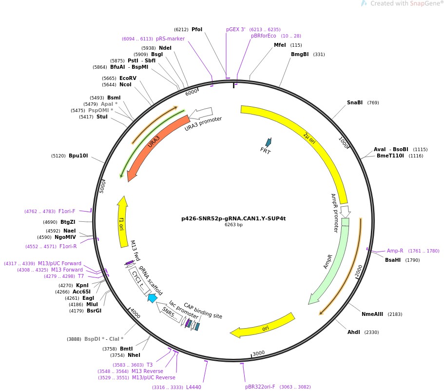 p426-SNR52p-gRNA.CAN1.Y-SUP4tͼƬ