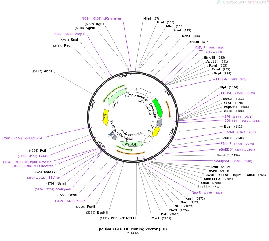 pcDNA3 GFP LIC cloning vector (6D)ͼƬ