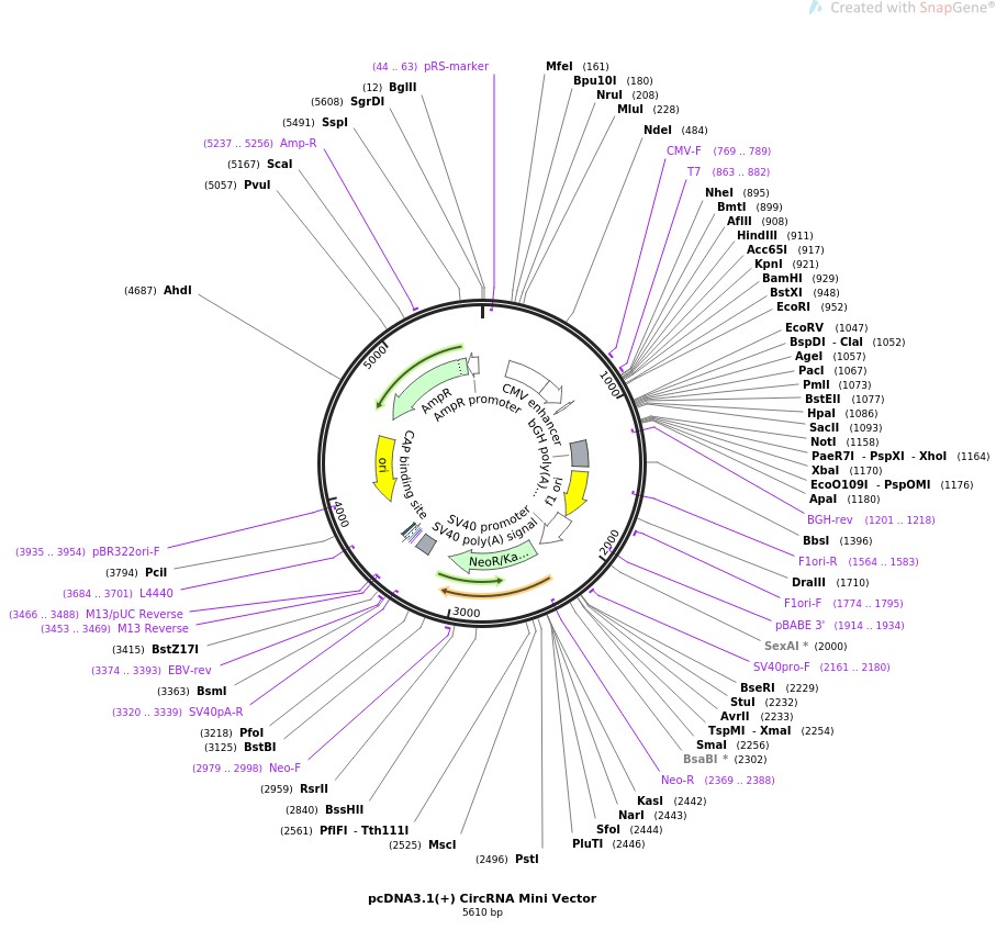 pcDNA3.1(+) CircRNA Mini VectorͼƬ