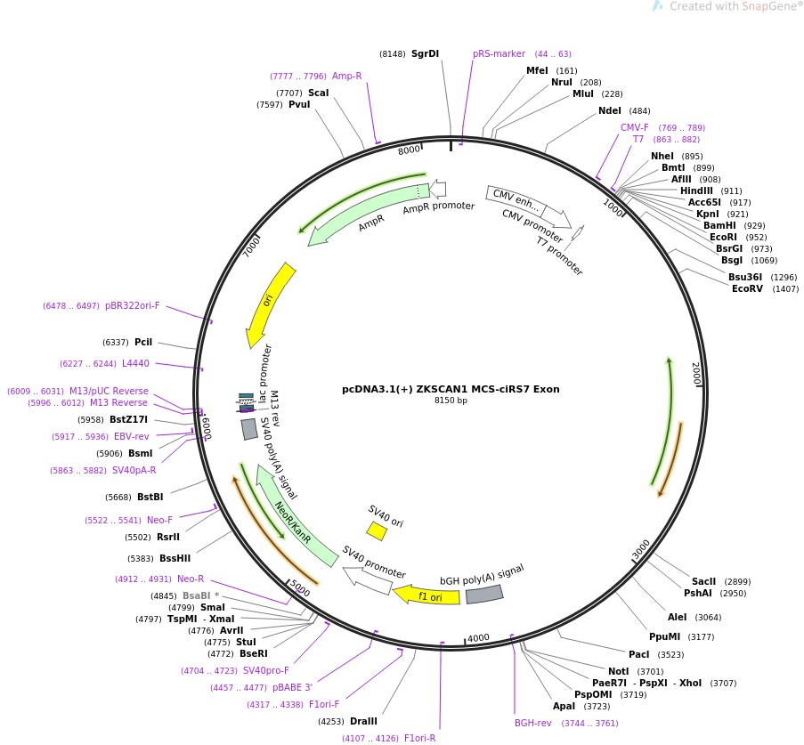 pcDNA3.1(+) ZKSCAN1 MCS-ciRS7 ExonͼƬ