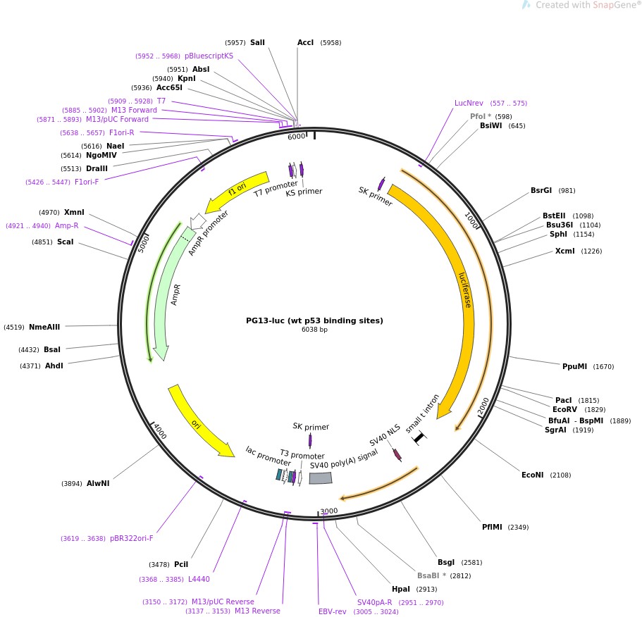 PG13-luc (wt p53 binding sites)ͼƬ