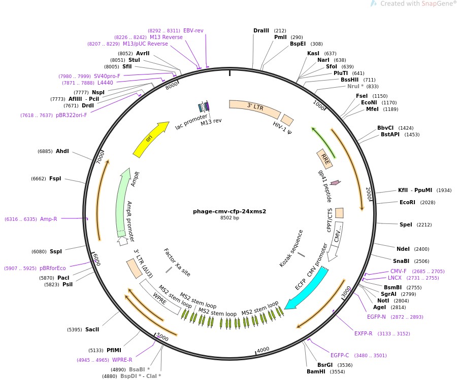 phage-cmv-cfp-24xms2ͼƬ