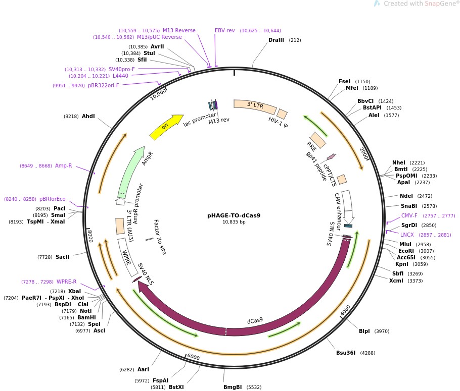 pHAGE-TO-dCas9ͼƬ